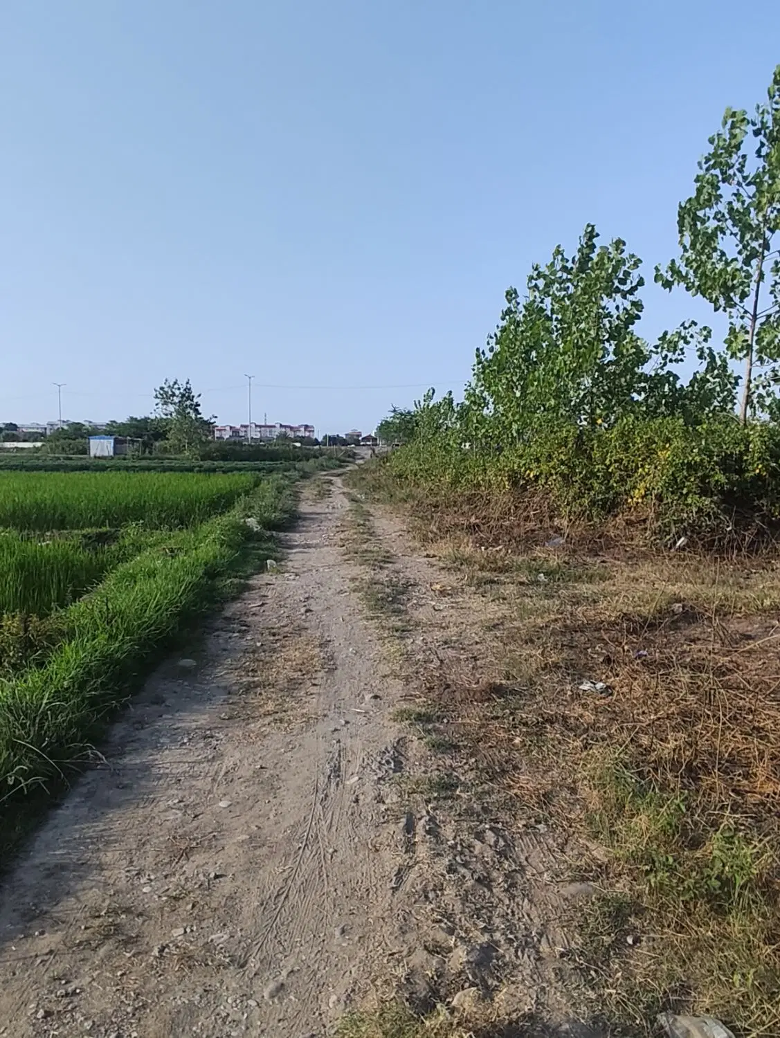 زمین مسکونی ۲۵۰ متری جنب کنارگذر