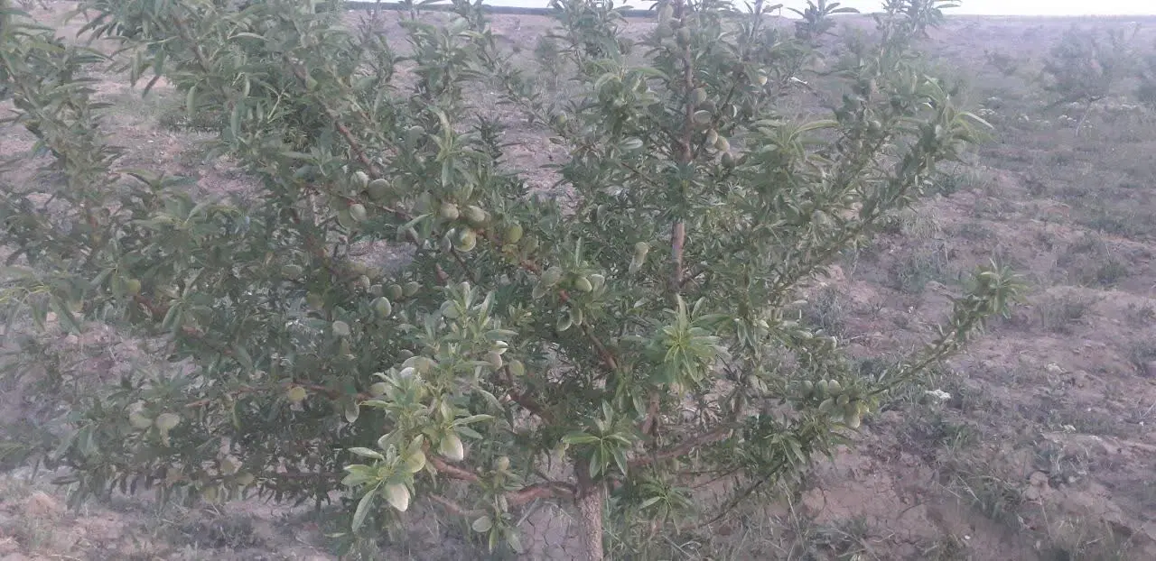 زمین کشاورزی