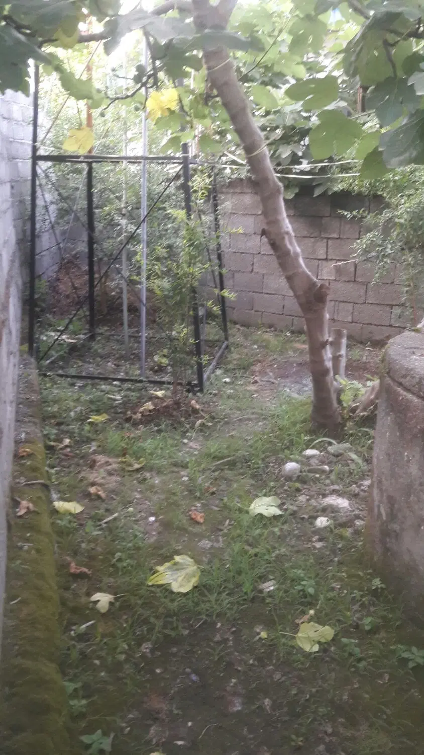 همخونه هم خانه