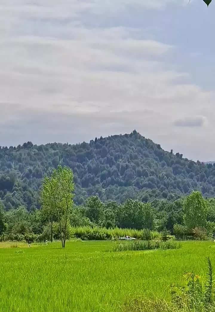 فروش چند قطعه زمین باغی از ۲۵۰ تا ۴۵۰ متر لاهیجان