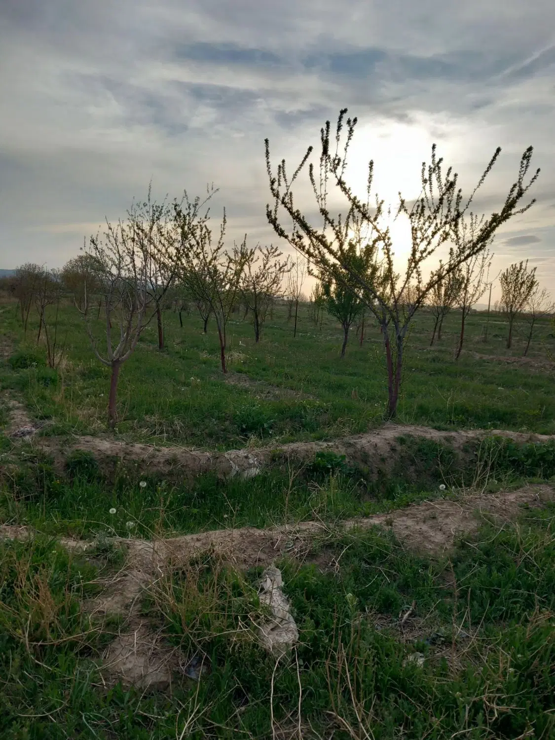 زمین باغی