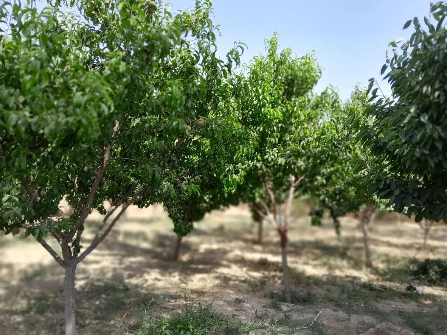 باغ ویلا کوهمال