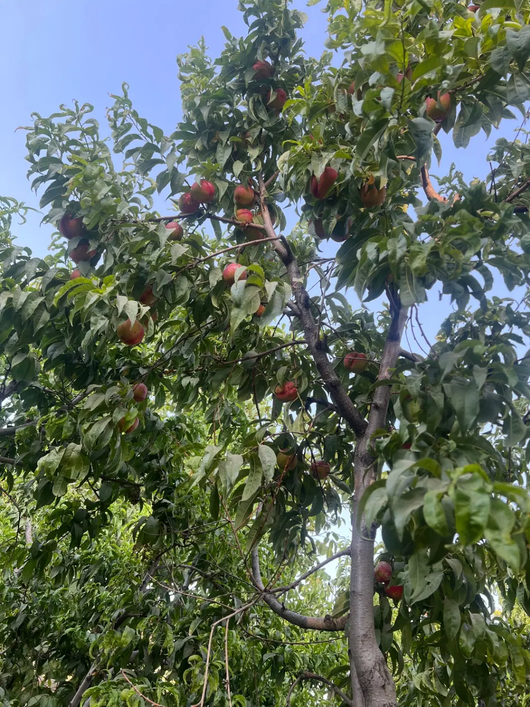 باغ و باغچه