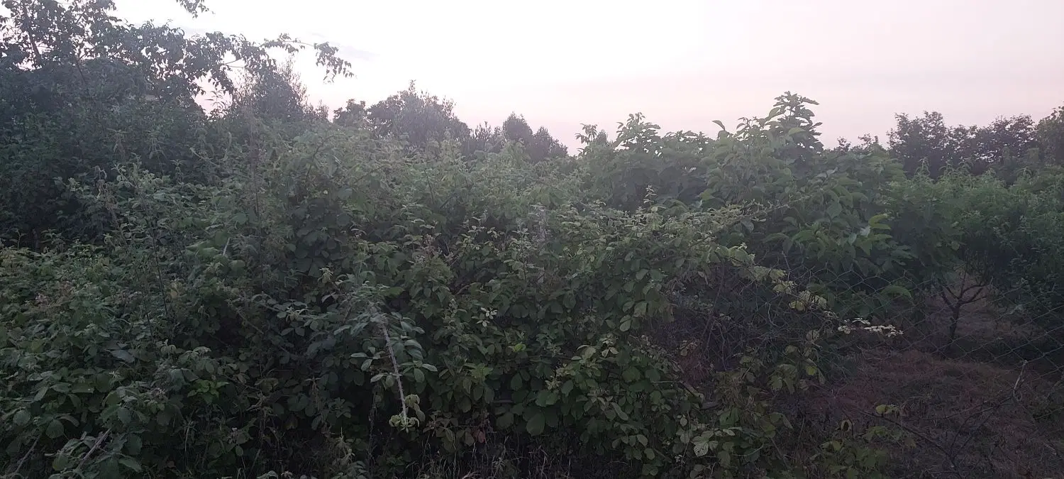 باغ ۵۰۰ متری جاده شصت کلا