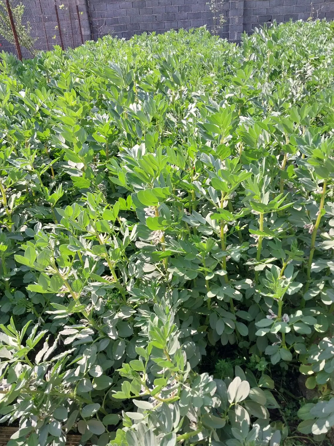 اجاره خونه ی ویلایی