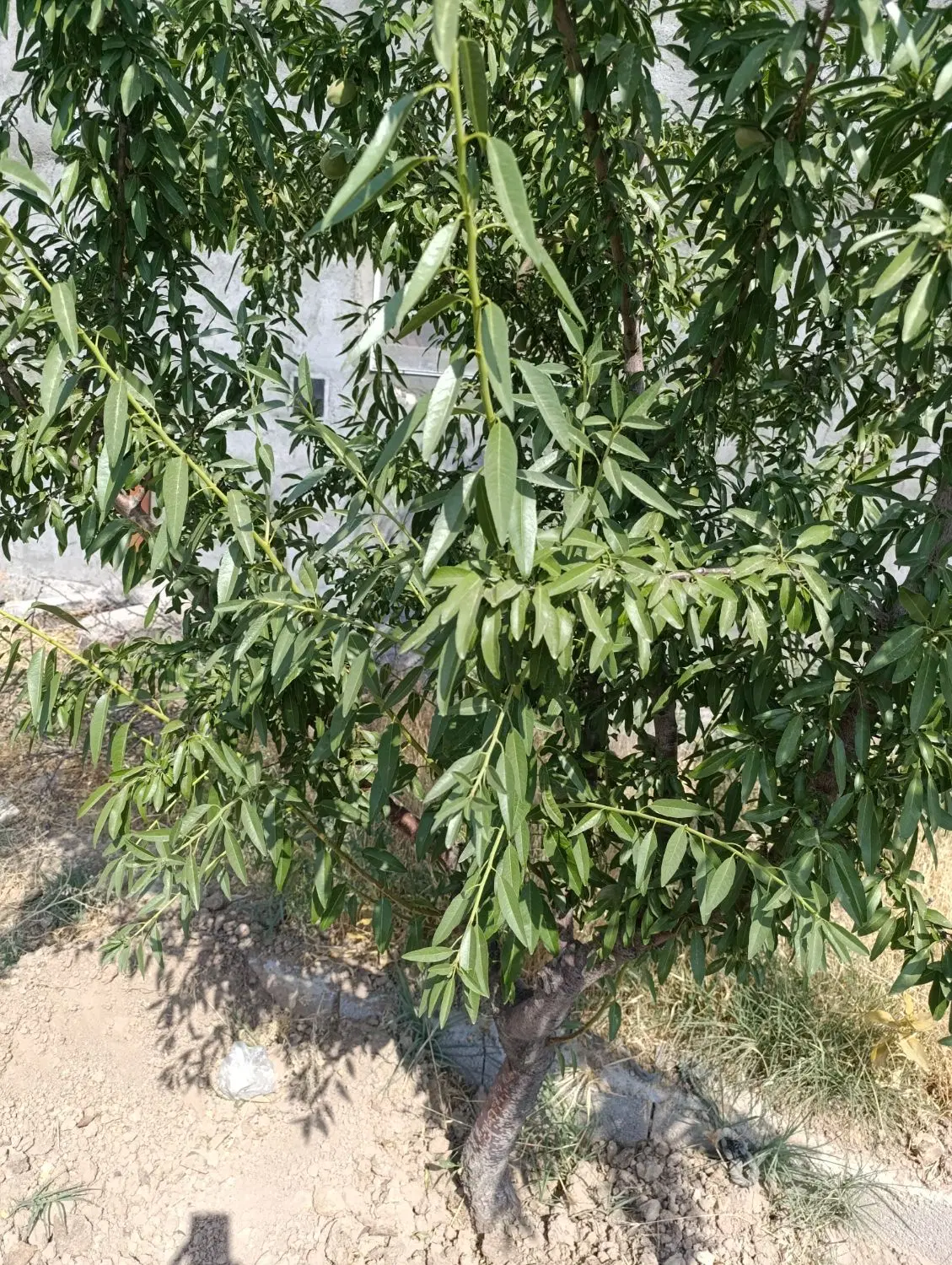 فروش زمین در کوشن القو