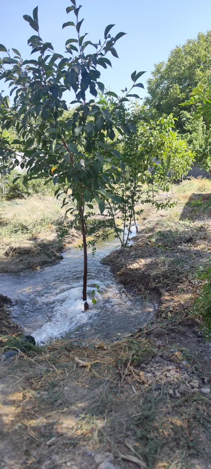 باغ ویلا سرسبز منطقه خوش آب و هوا اشترجان