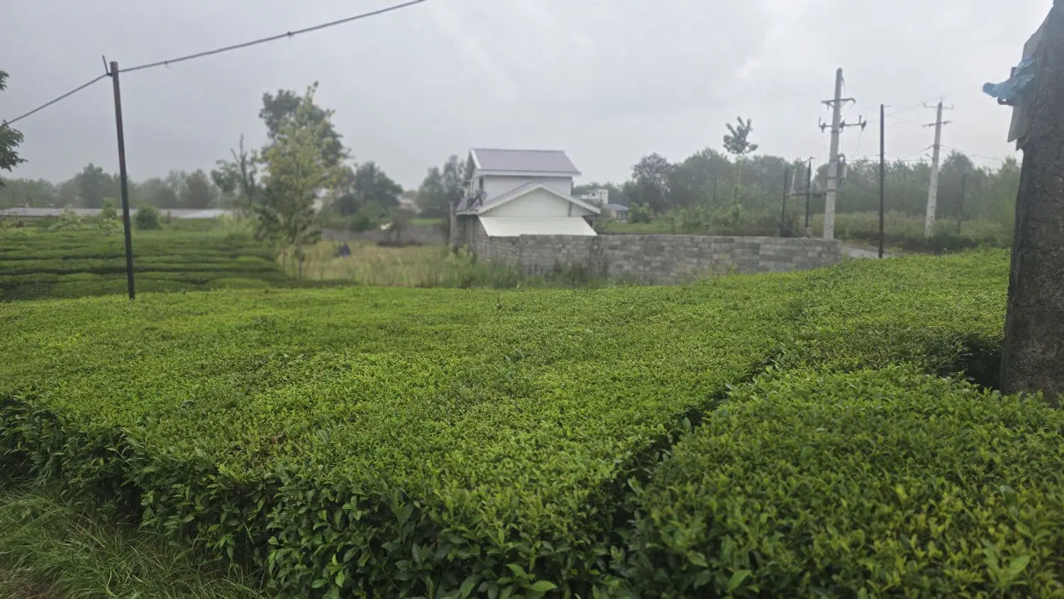 فروش زمین باغ چایی