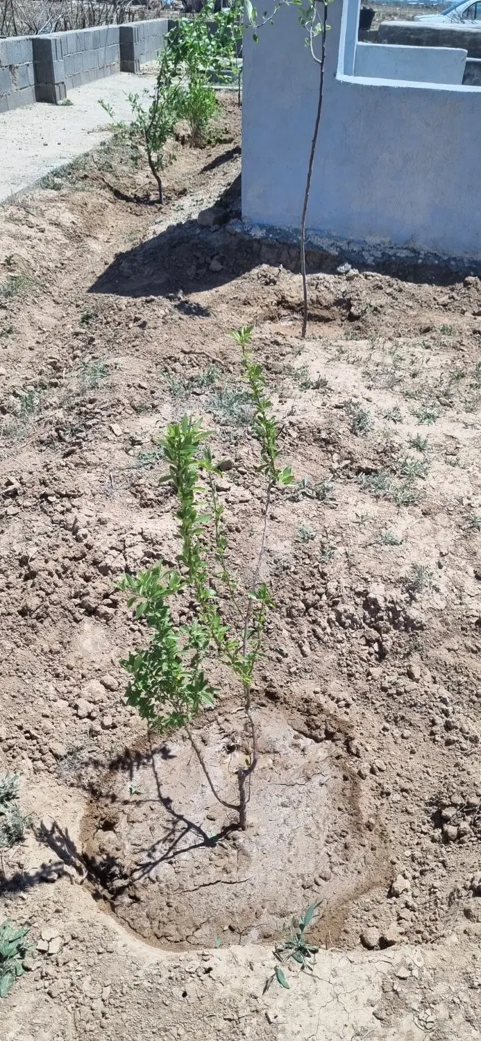 فروش زمین باغ مزروعی
