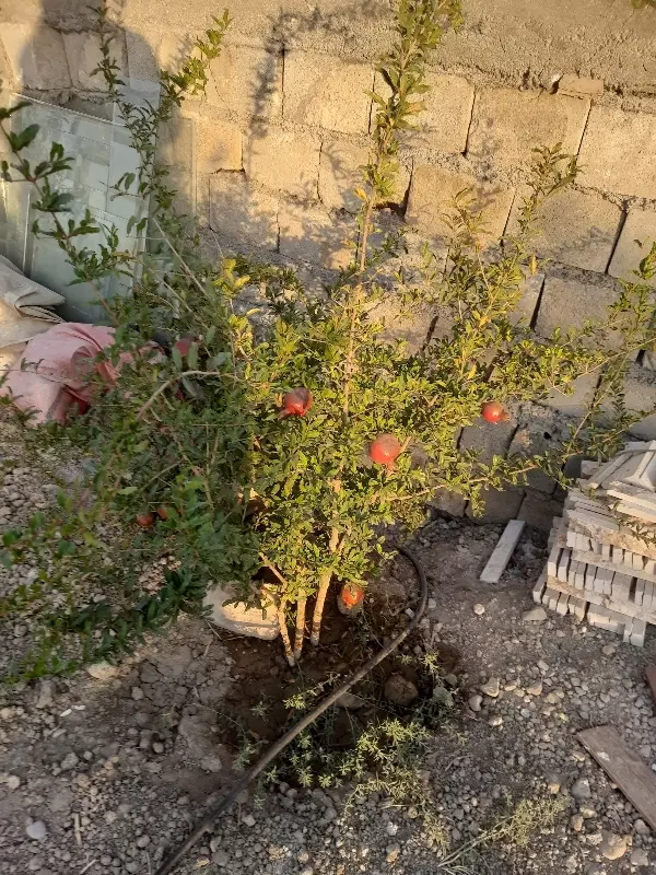 باغ در ورنامخواست