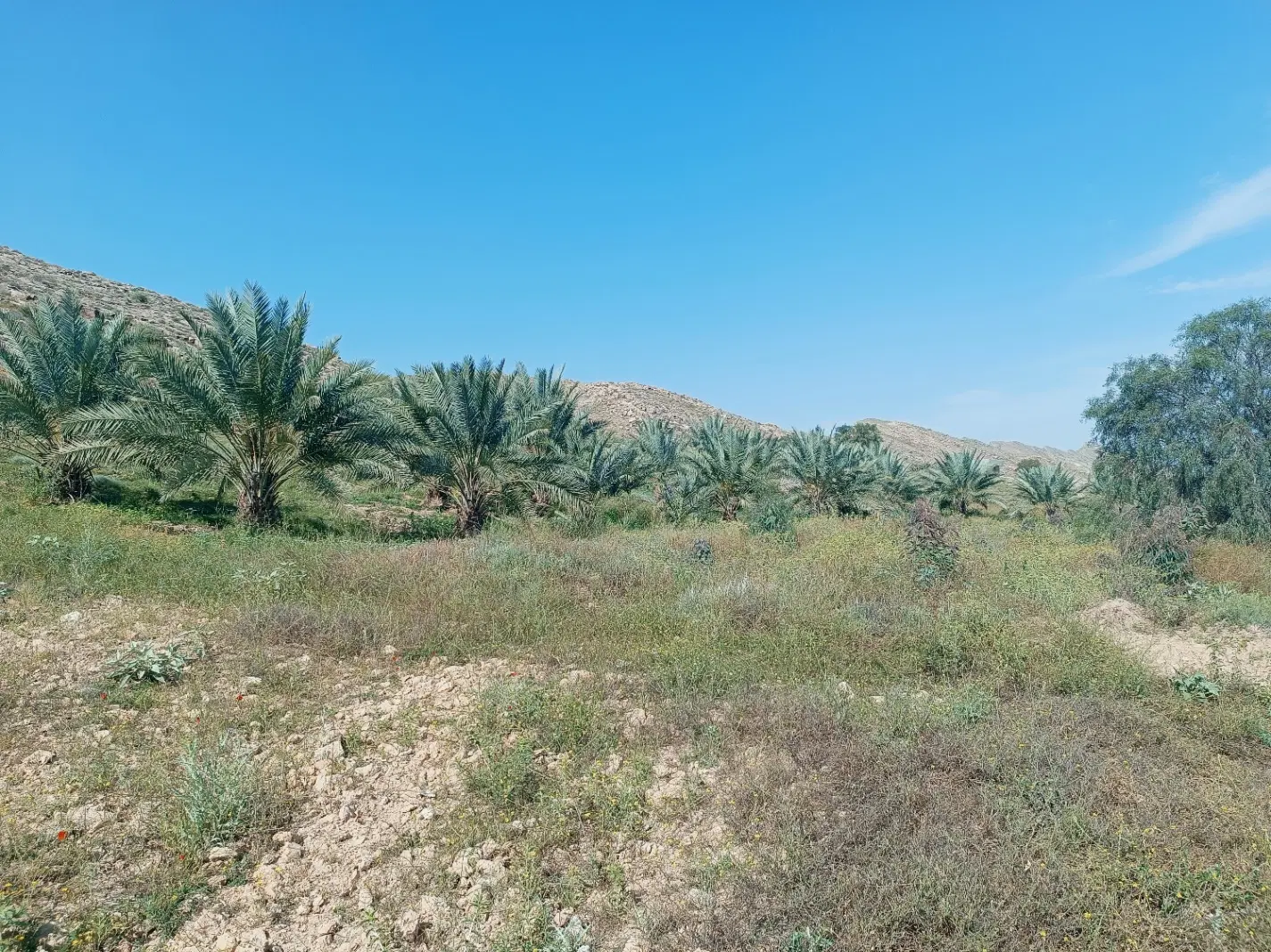 فوش زمین