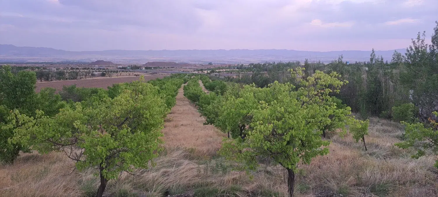 باغ یک هکتاری با درختان بارده