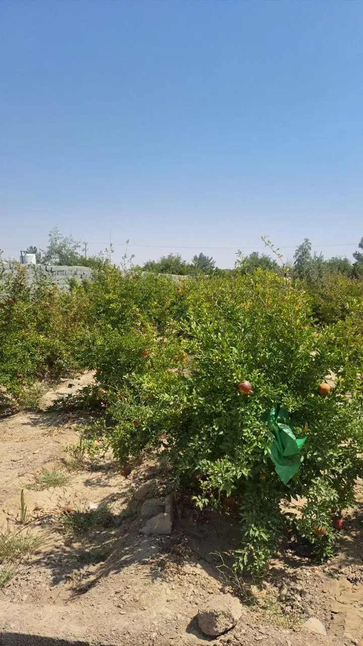 فروش باغ انار