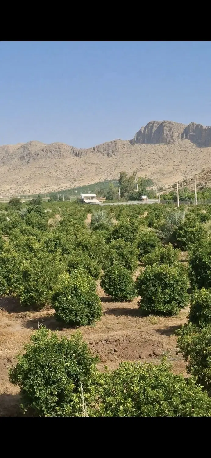 باغ مرکبات و انار درجه 1