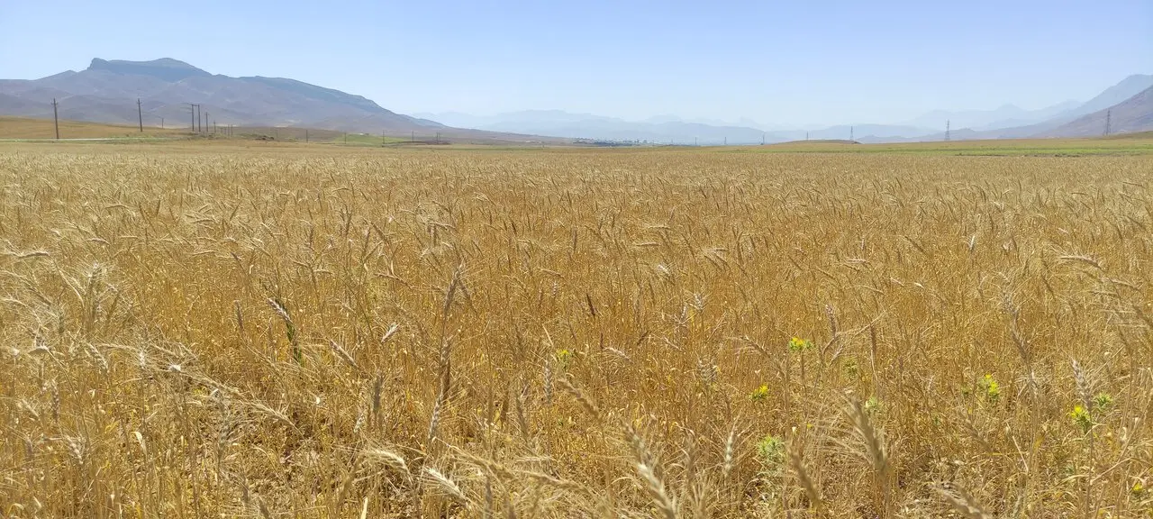 فروش زمین دیم چمقلو گنجی
