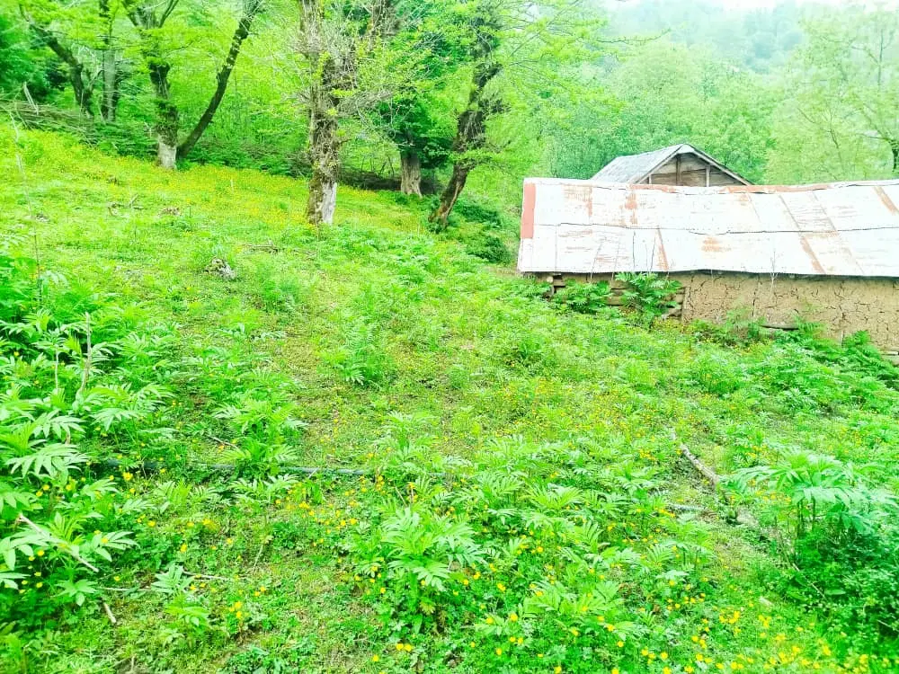 زمین باویوابدی