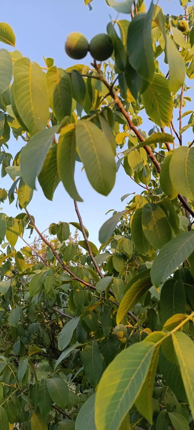 باغ وزمین