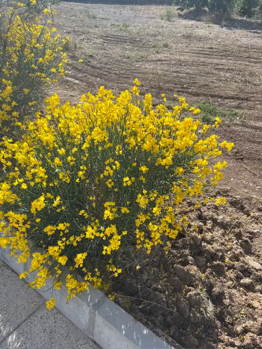 زمین کارگاهی کلستان