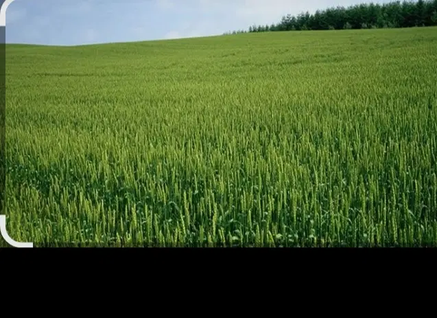 زمین دشتک