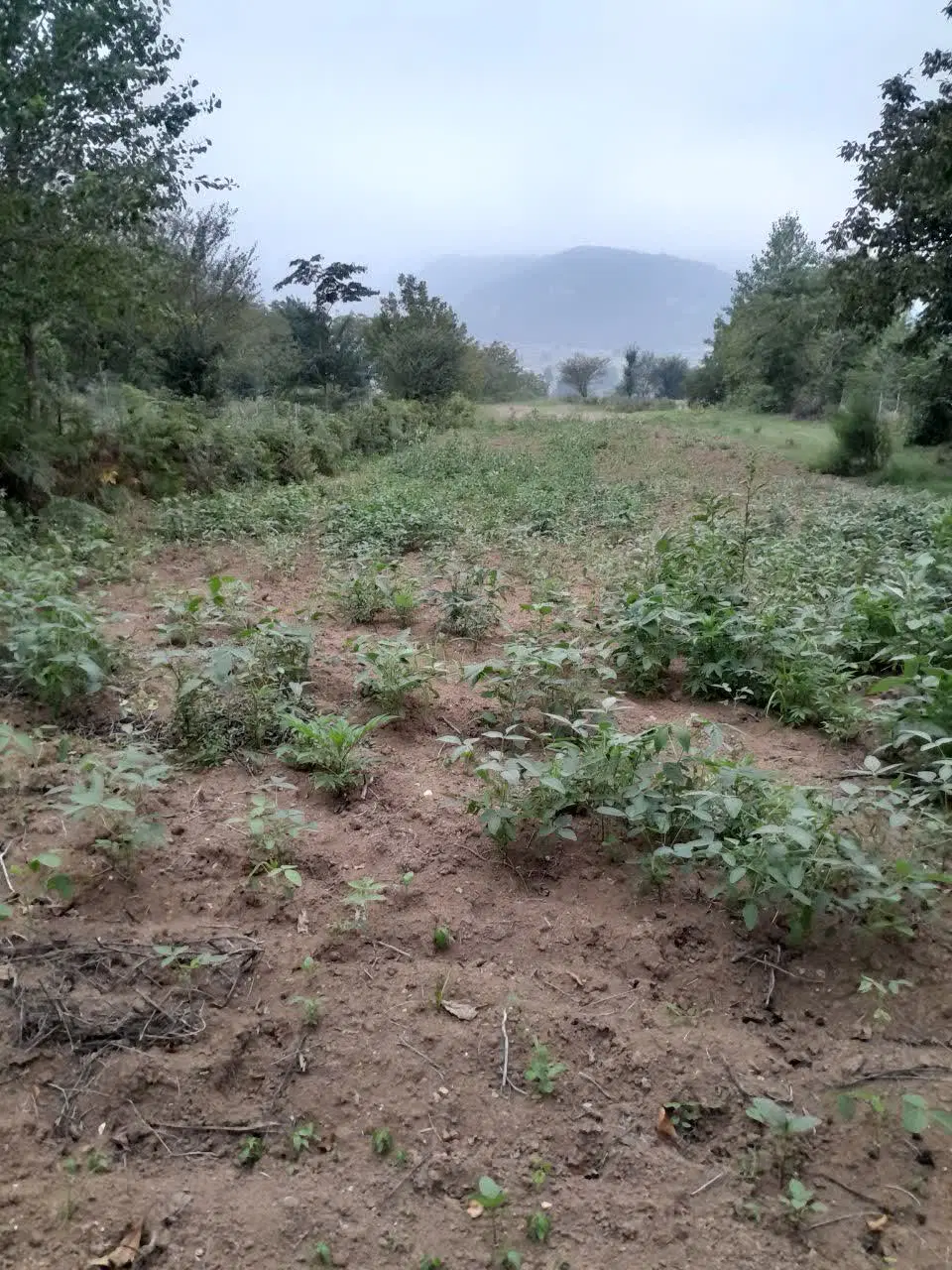 فروش زمین کشاورزی هزارجریب روستای پوروا