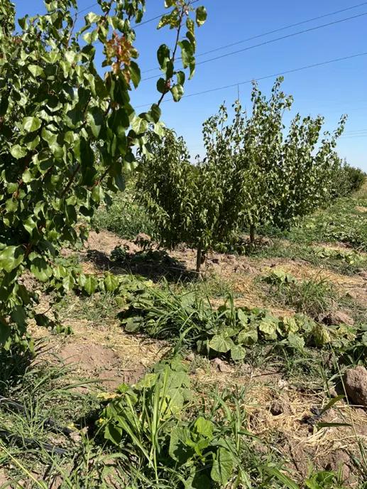 باغ در دولاما