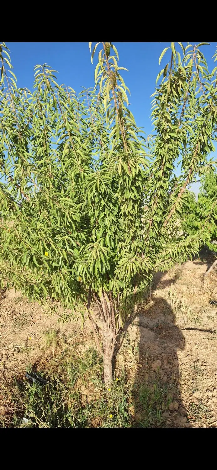 باغ