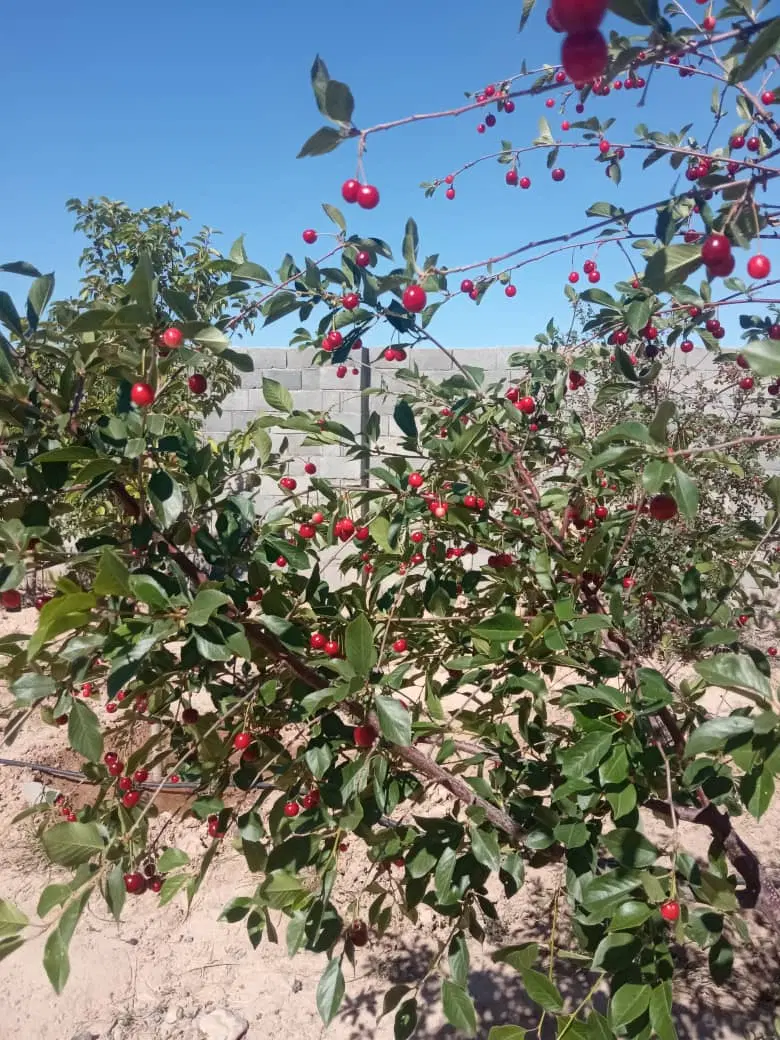 باغ دور دیوار گوارشک