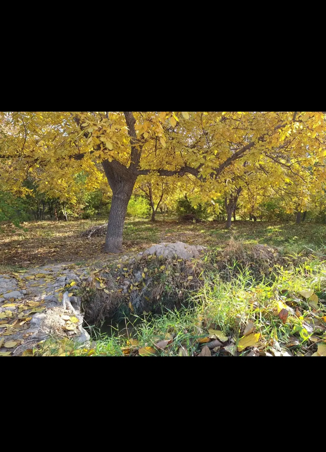 چند قطعه باغ و زمین کشاورزی در غرق اباد و کله دشت