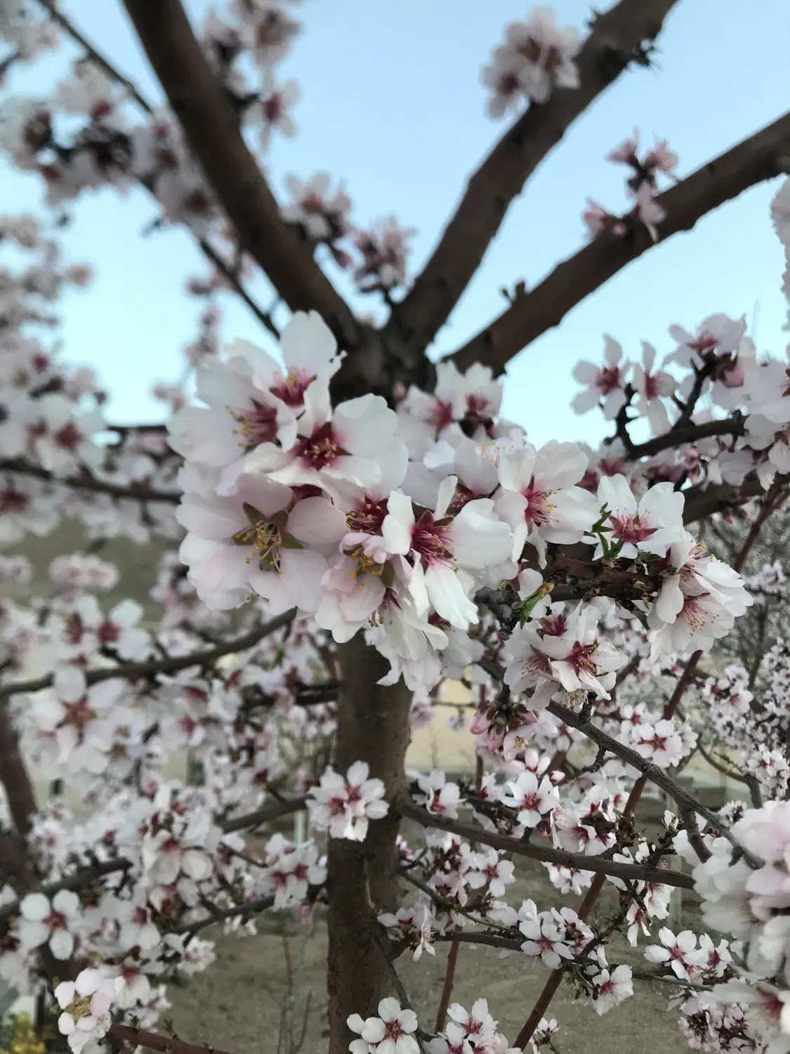 ۸۰۰ متر زمین حسین اباد بغدادی پشت اب و اتش