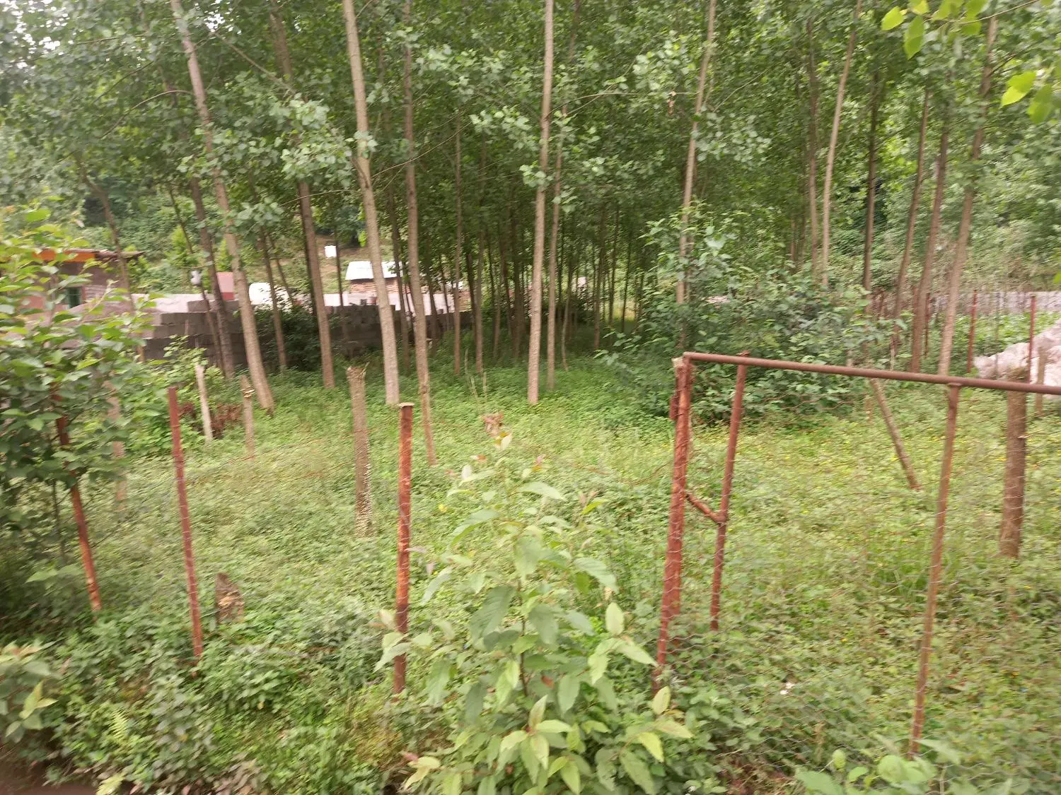 فروش یک قطعه زمین قلعه رودخان روستای فوشه