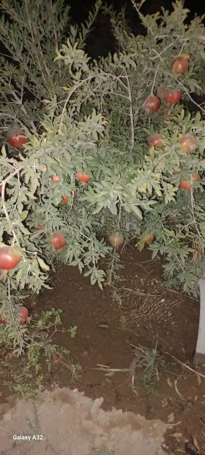 فروش باغ جاده سد