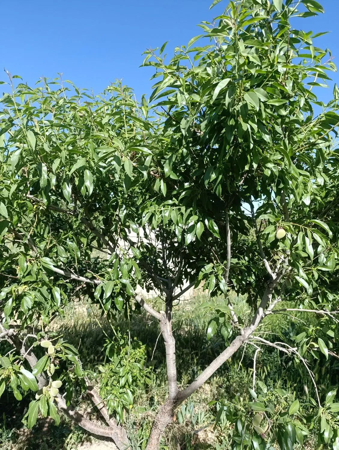 زمین بادام ۱۰۰۰ متر