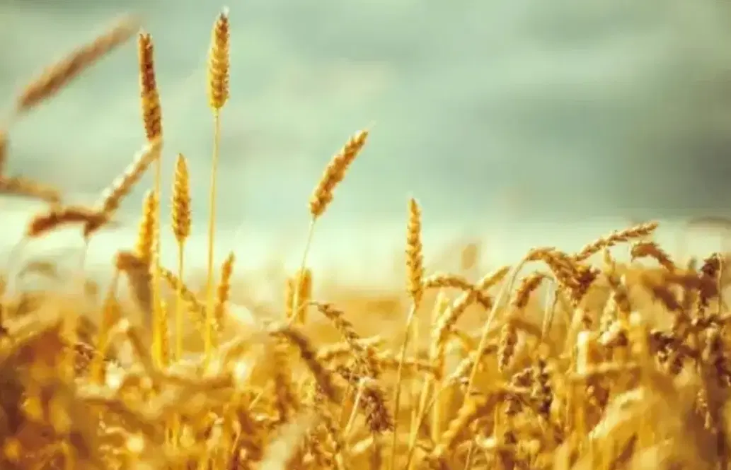 زمین اتوبان دوگنبدان بهبهان لیشتر