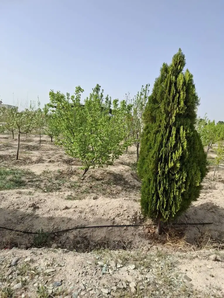 شهریار