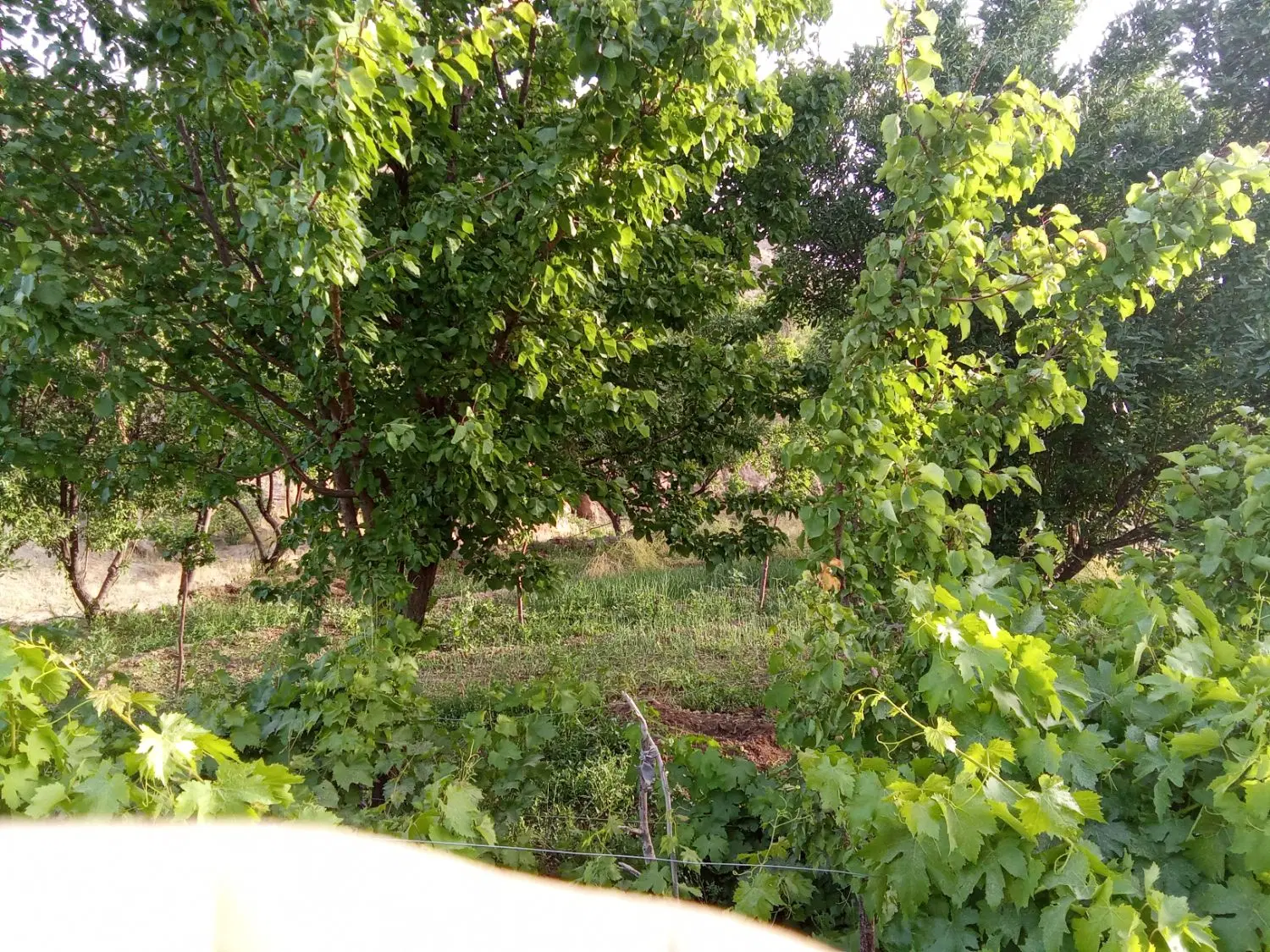 زمین کشاورزی درقنج
