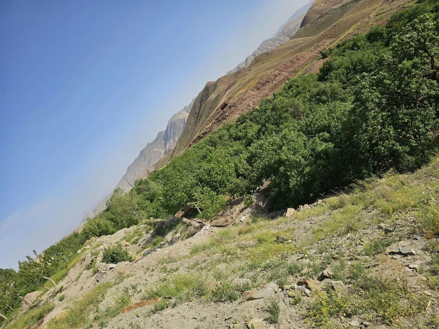 باغ در جلایر