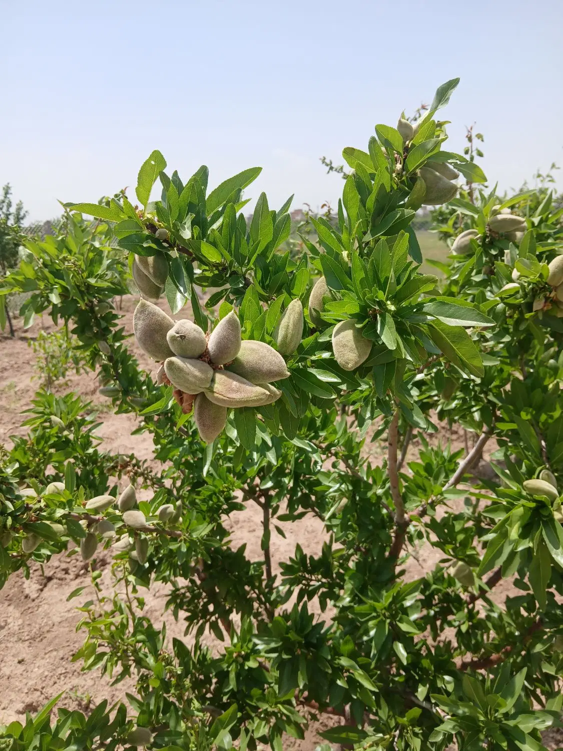 باغ میوه با سهمیه آب 2ساعته