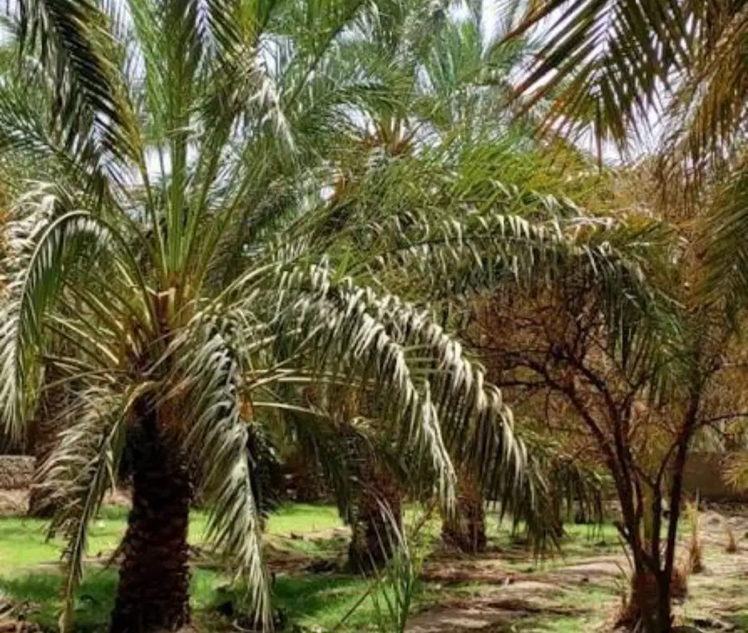 درخت خرما امیراباد حمزه ای
