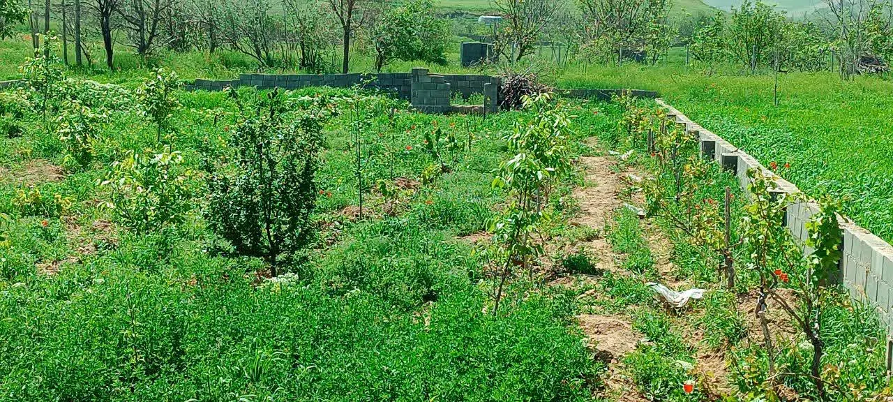 باغ در روستای حمید