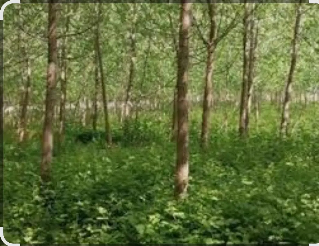 زمین کاربری مسکونی گیلان سراوان