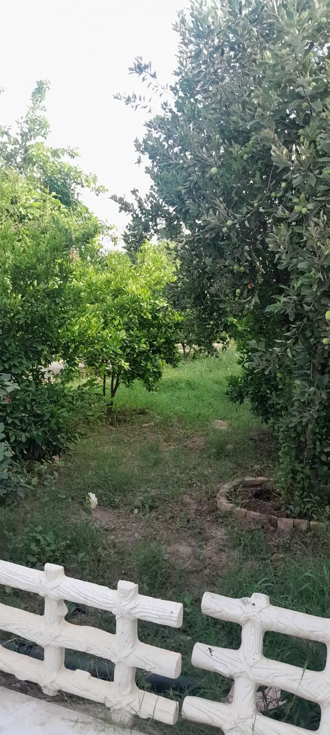 باغ ۶۵۰