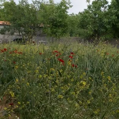 باغ حداقلی