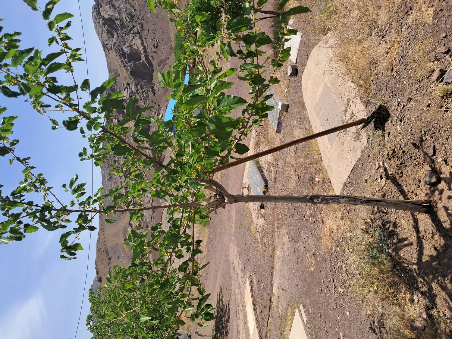 زمین 2584 در شیرگاه سند تک برک
