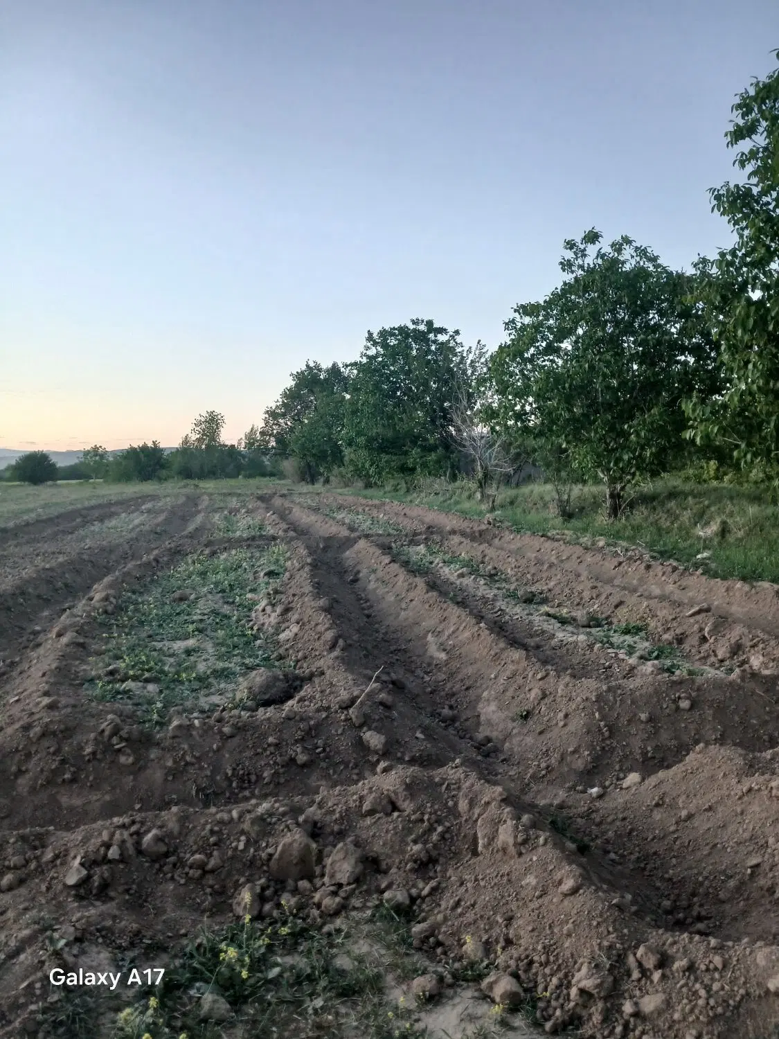 زمین ۳۰۰۰ متری باغی با درخت میوه