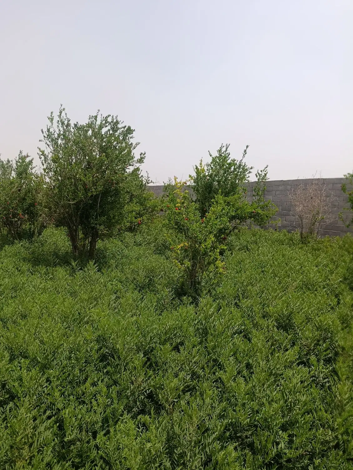 چهار دیواری ۵۰۰متری زیار