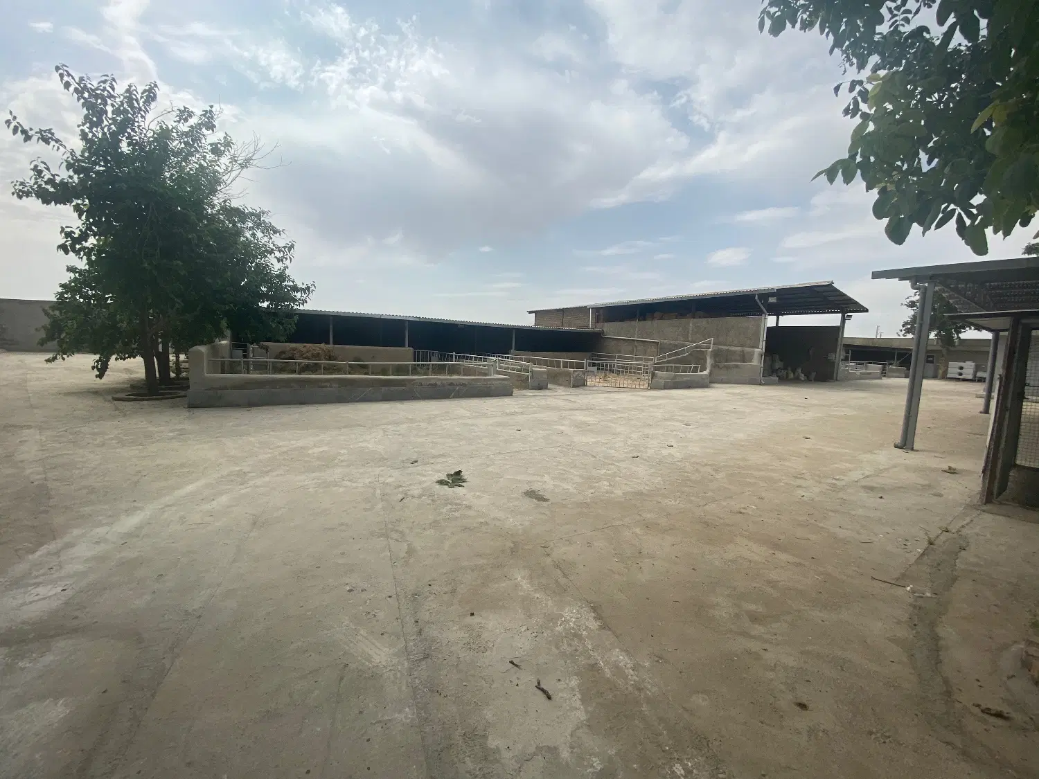 گاوداری و دامداری صنعتی