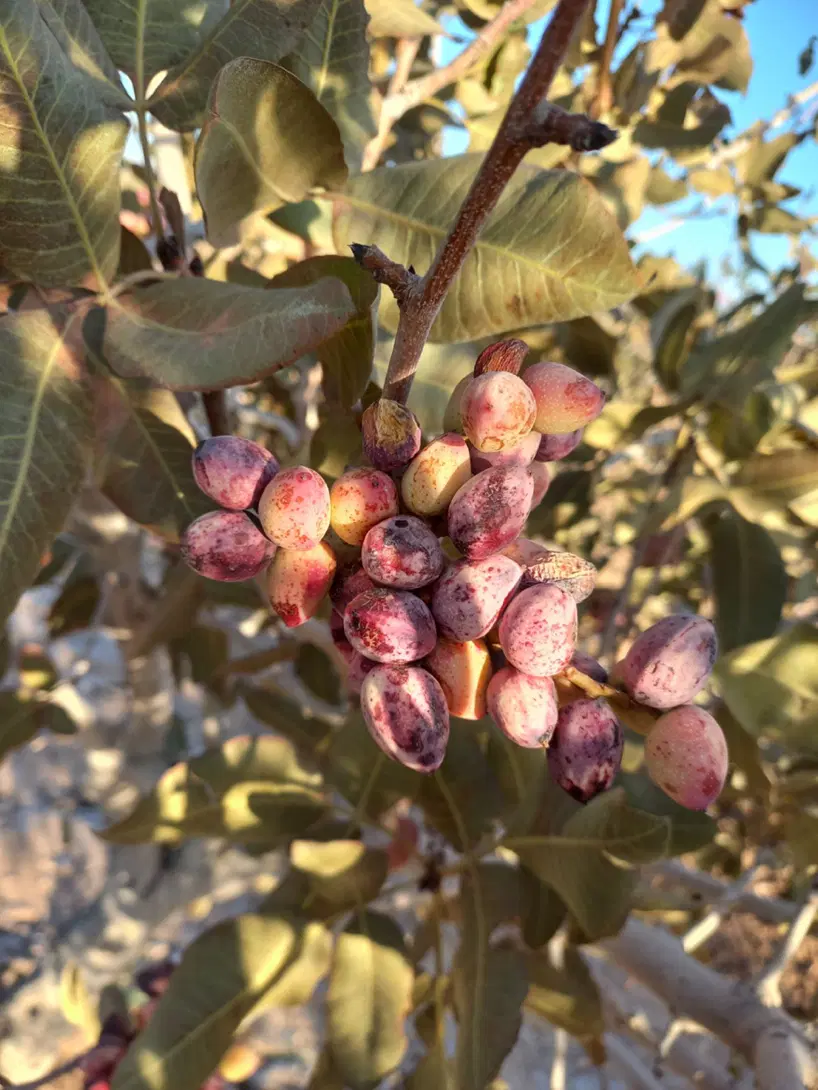 فروش ۳ ساعت چاه عمیق با درخت پسته