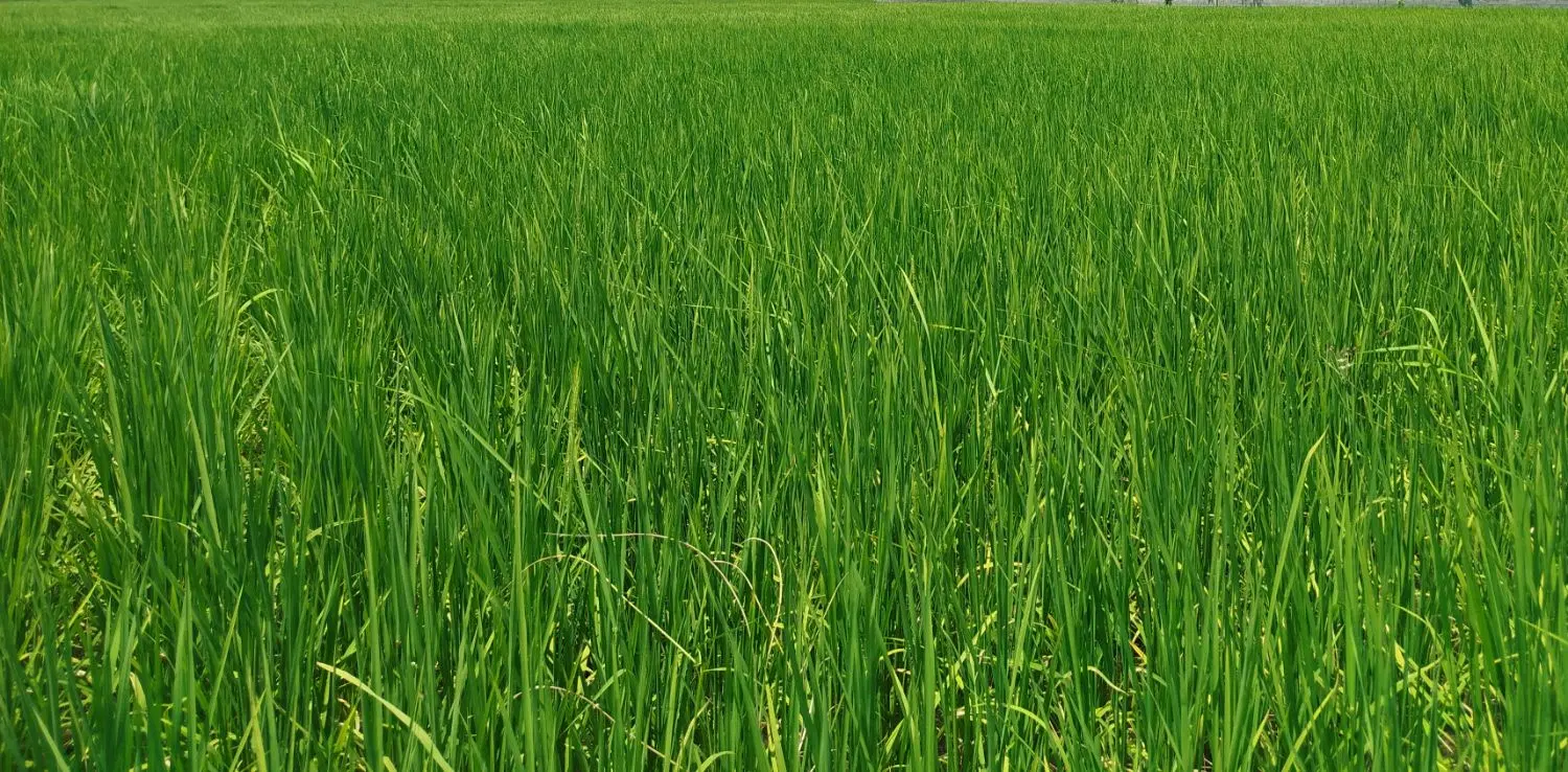 زمین کشاورزی
