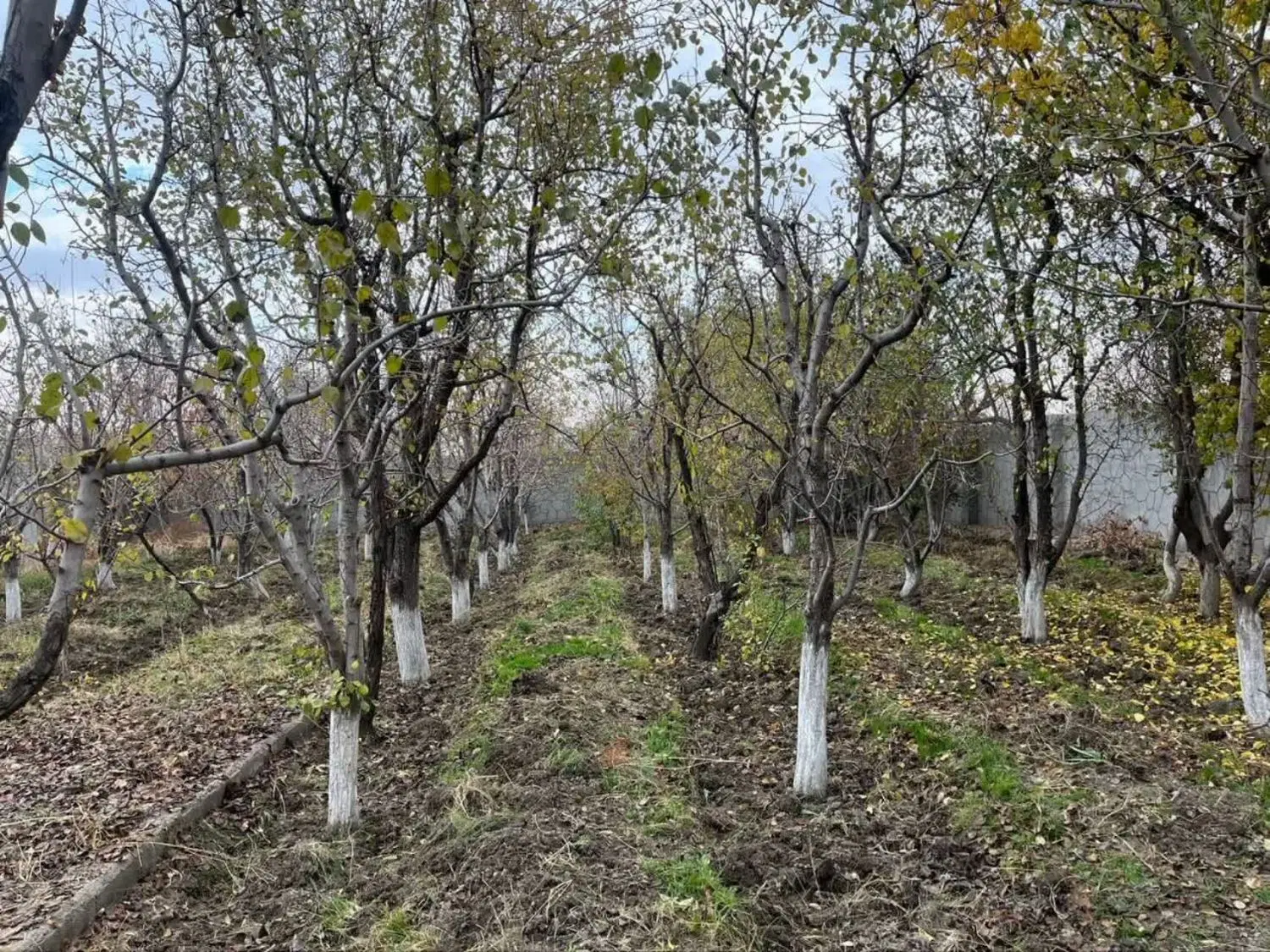 باغ درچشمه گیلاس