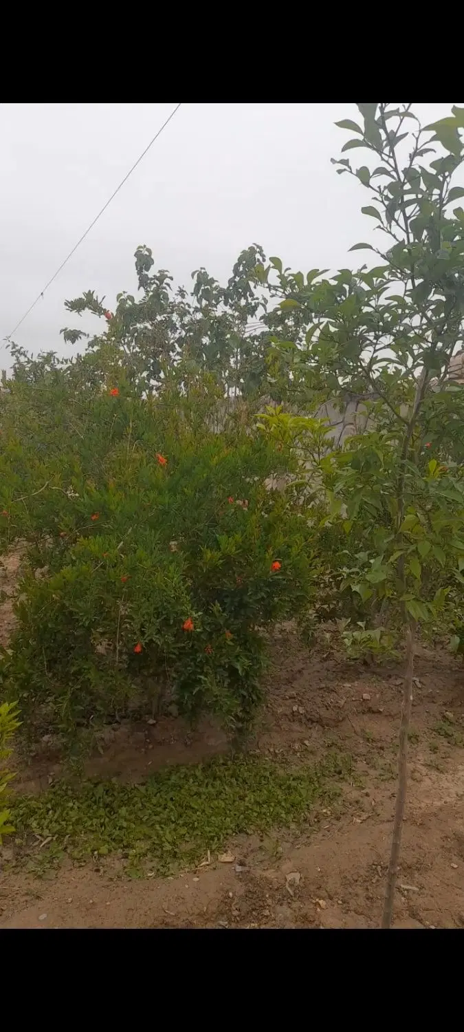 خانه باغ فروش نقدی